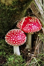 Fairytale toadstool (Amanita muscaria) in autumn in the forest, Saxony, Germany, Europe