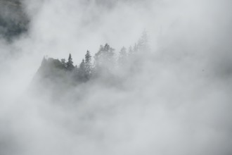 Foggy atmosphere in the foothills of the Alps, forest and fog, Bavaria, Germany, Europe