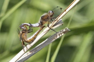 Lesser blue arrow (Orthetrum coerulescens), two animals mating on a reed stalk, copula, Peene