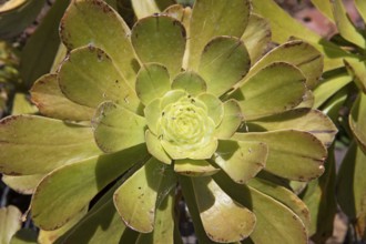 Rosette thickleaf (Aeonium lancerottense), close-up, Botanical Garden Jardin Canario Visitas, Las