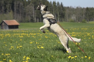 Kangal, Anatolian guard dog in dandelion meadow, jumps after thrown piece of sausage, Allgäu,