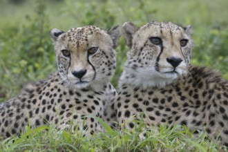 Two young Southeast African cheetahs (Acinonyx jubatus jubatus) laying in grass, Kwazulu Natal