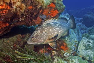 Dusky grouper (Epinephelus marginatus) with dorsal fin erect, reef wall overgrown with red sponge