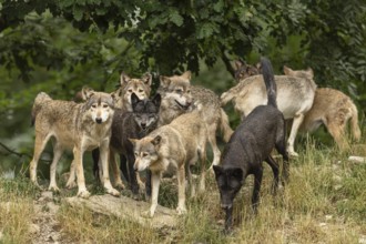 Algonquin wolf (Canis lupus lycaon), wolf, American wolf, wolf pack on a hill, Germany, Europe