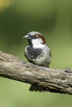 House sparrow (Passer domesticus), male, sparrows, Germany, Europe