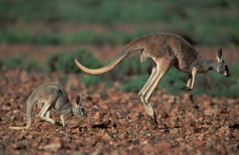 Red Kangaroos (Macropus rufus), female and young, Stuart national park, Australia, side, Oceania