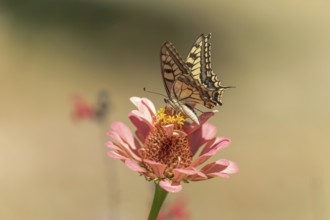 Swallowtail butterfly (Papilio machaon) foraging for nectar on a flower in a garden. Cevennes,