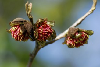 Persian ironwood (Parrotia persica) Parrotie