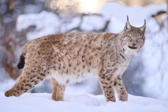 Eurasian lynx (Lynx lynx) standing in the snow, Wildpark Aurach, Kitzbühl, Tirol, Austria, Europe