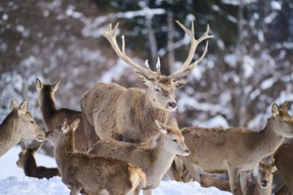 Red deer (Cervus elaphus) stag with pack on a snowy meadow in the mountains in tirol, Kitzbühel,