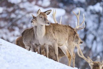 Red deer (Cervus elaphus) hind with pack on a snowy meadow in the mountains in tirol, Kitzbühel,