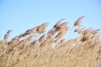 Common reed (Phragmites australis) seeds, detail, Upper Palatinate, Bavaria, Germany, Europe