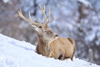 Red deer (Cervus elaphus) stag on a snowy meadow in the mountains in tirol, Kitzbühel, Wildpark