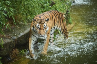 Siberian tiger (Panthera tigris altaica) in the water, rainy, cat, captive, Germany, Europe