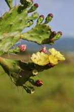 Indian fig opuntia (Opuntia ficus-indica) blossoms and fruits, ebro delta, Catalonia, Spain, Europe