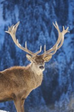 Red deer (Cervus elaphus) stag on a snowy meadow in the mountains in tirol, Kitzbühel, Wildpark