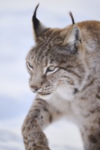 Eurasian lynx (Lynx lynx), portrait, winter, snow, Wildpark Aurach, Kitzbühl, Tirol, Austria,