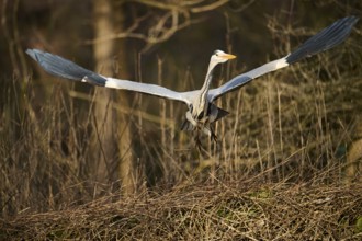 Grey heron (Ardea cinerea) starts flying, Bavaria, Germany, Europe