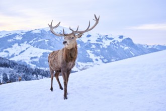 Red deer (Cervus elaphus) stag on a snowy meadow in the mountains in tirol, Kitzbühel, Wildpark