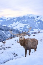 Red deer (Cervus elaphus) stag on a snowy meadow in the mountains in tirol, Kitzbühel, Wildpark