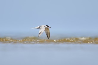 Elegant tern (Thalasseus elegans) flying in the sky above the sea, hunting, ebro delta, Catalonia,