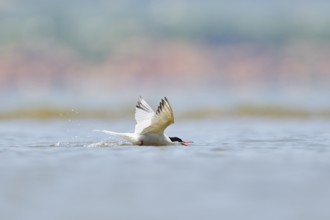 Elegant tern (Thalasseus elegans) flying in the sky above the sea, hunting, ebro delta, Catalonia,