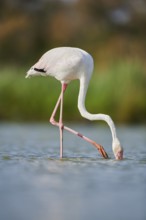 Greater Flamingo (Phoenicopterus roseus) walking in the water, Parc Naturel Regional de Camargue,