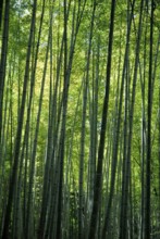 Bamboo forest, near Arashiyama, Kyoto, Japan, Asia