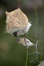 Masked Weaver (Ploceus velatus), female and young, Oudtshoorn, Klein Karoo, South Africa, nest,