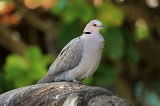 Ring-necked dove (Streptopelia capicola), South Africa, Africa