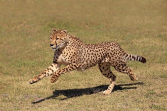 Cheetah (Acinonyx jubatus), South Africa, Africa