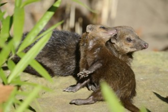 Common kusimanse (Crossarchus obscurus) with juvenile, captive, occurrence in Africa