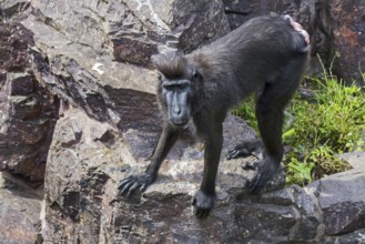 Celebes crested macaque, crested black macaque, Sulawesi crested macaque (Macaca nigra), black ape