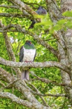 Taube (Hemiphaga novaeseelandiae), Schloss Larnach, Garten, Neuseeland