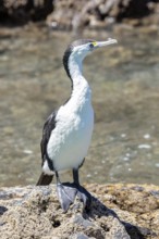 Great cormorant (Phalacrocorax carbo), Boat Cruise, Akaroa, Banks Peninsula, Canterbury, New