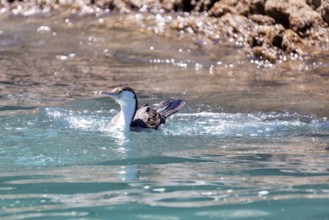 Great cormorant (Phalacrocorax carbo), Boat Cruise, Akaroa, Banks Peninsula, Canterbury, New