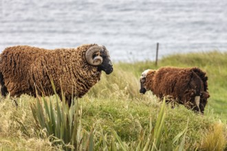 Goats (Capra), Otago Peninsula, New Zealand, Oceania