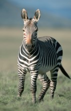 Cape Mountain Zebra (Equus zebra zebra), Mountain Zebra national park, South Africa, Africa