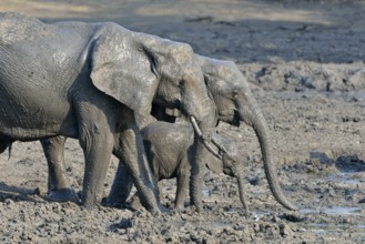 mud covered African elephants (Loxodonta africana), elephant family, baby elephant, Kanga