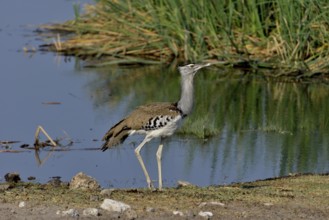 Kori bustard (Ardeotis kori) at the waterhole Chudop, Etosha National Park, Namibia, Africa