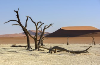 Dead camelthorn trees (Acacia erioloba) in Deadvlei, Namib Desert, Namib-Naukluft National Park,