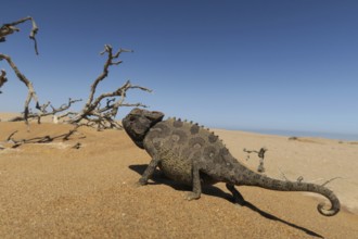 Namaqua Chameleon (Chamaeleo namaquensis), Namib Desert in Swakopmund, Namibia, Africa