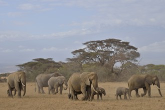 Herd of African Bush Elephants (Loxodonta africana), Amboseli National Park, Rift Valley Province,