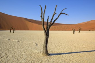 Dead camelthorn trees (Acacia erioloba) in Deadvlei, Namib Desert, Namib-Naukluft National Park,