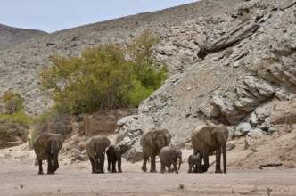 African elephants (Loxodonta africana), desert elephants standing in the dry riverbed of the Hoanib