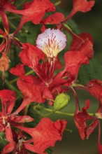 Royal poinciana (Delonix regia), Mkuze Park, South Africa (Poinciana regia), Flamboyant