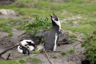 African penguin (Spheniscus demersus), male, Betty's Bay, South Africa, Africa