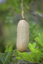 Saussage tree fruit, Mkuze Park, kigelia (Kigelia africana)