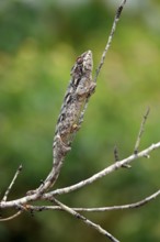 Madagascar giant chameleon (Furcifer verrucosus), Madagascar, Africa