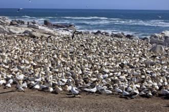 Cape Gannets (Morus capensis), colony, Lambert's Bay, South Africa (Sula capensis)